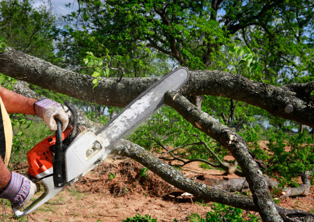 Best Lawn Mowing  in Kemp, TX